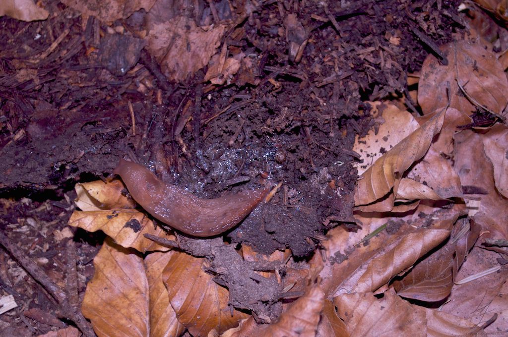 Limax aldrovandi Moquin-Tandon 1855 dal Parco dell''Orecchiella (LU)